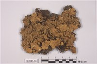 藏品(島衣屬 )的圖片